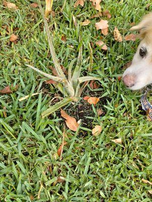 Carvalho’s Landscaping