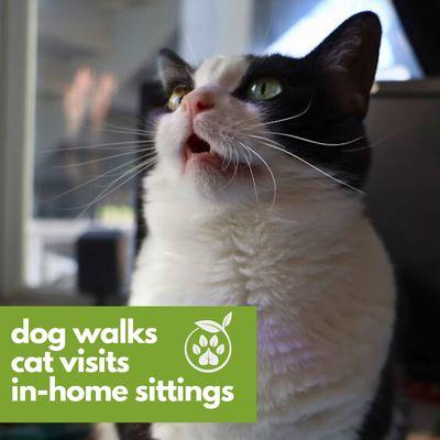 Going on vacation or a work trip? Book your cat visits with Green Paws Chicago today!