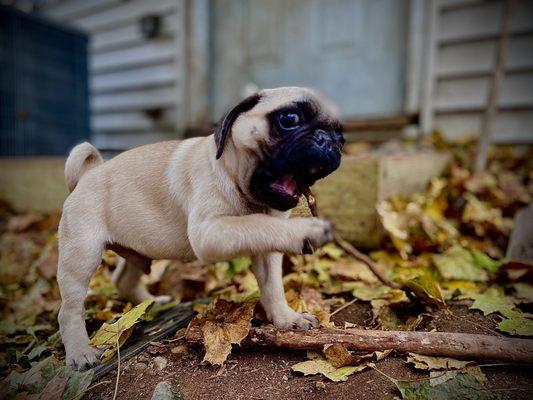 Four Seasons Pet Resorts