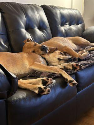 Howladay Inn of Cape Cod Boarding Daycare & Training