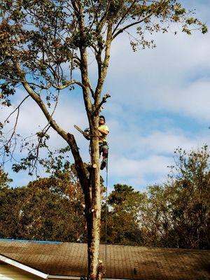 Arbor X Tree Service