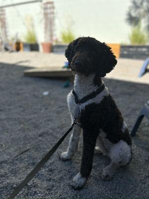 EarthWise Pet Supply & Grooming Lake Tahoe