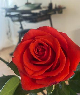 This is one of the roses 3 weeks into buying. My sister was shocked.