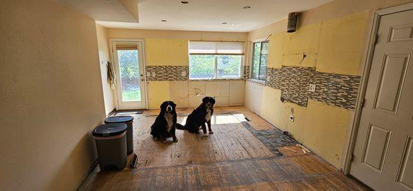 Empty kitchen (with dogs)