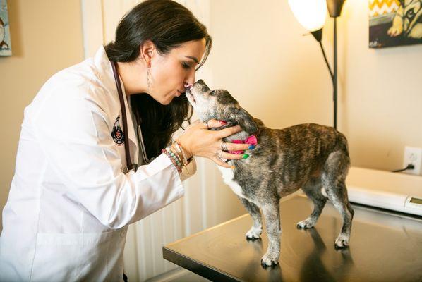 City Pets Animal Care