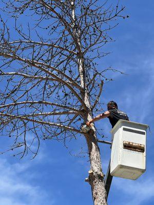 St. Stephen Tree & Steam