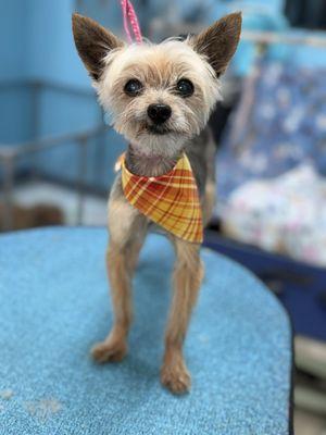 15th Street Pet Grooming By Natsumi