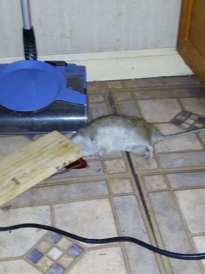 Woodview Mobile Village