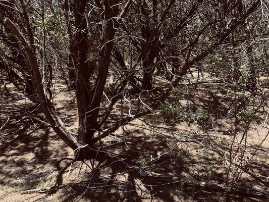 Methodist Episcopal Church Cemetery of Mount Salem
