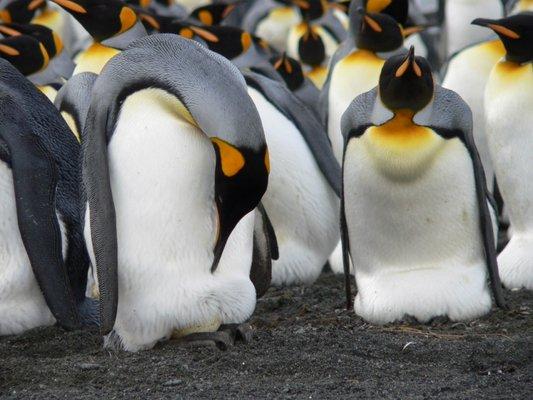 South Georgia King Penguins