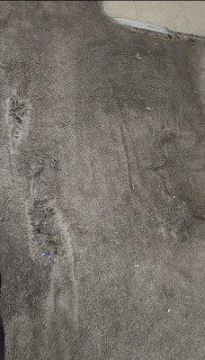 holes in carpet