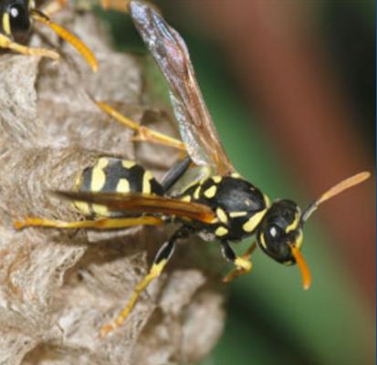 Eastern Pest Management