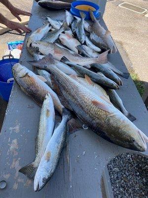 Head Shaker Charters