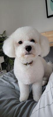 Albert is brilliant.  My little teddy has never looked better