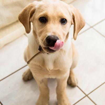 Little Colt is such a great boy! We had a great time at our doggie day care :)