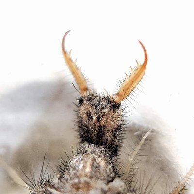 Greatfully Dead Pest Control