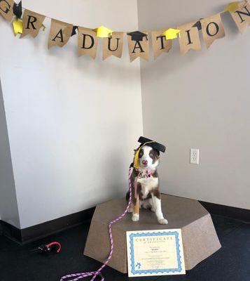 Positive Pets Dog Training