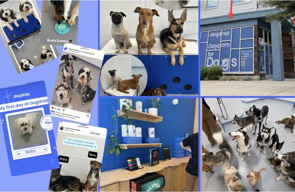 Have you stopped by Dogdrop East MLK in East Austin by Houndstooth Coffee? Try out your first day on us in our spacious dog daycare.