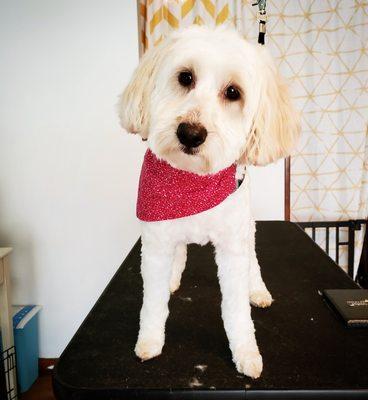 Canine Design Grooming