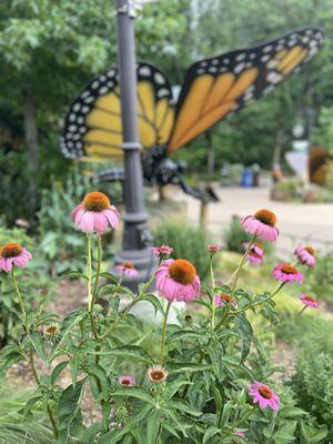 Butterfly area