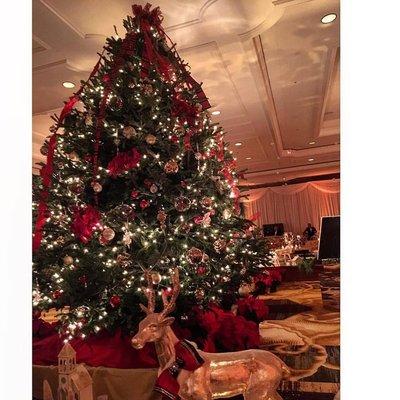 13 Foot Fraser Fir from Almost Heavenly Christmas Trees