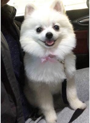 Damarys Mobile Pet Grooming