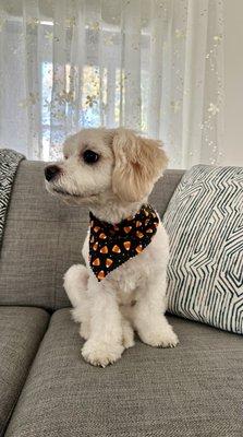 Somethin To Wag About Pet Spa & Boutique