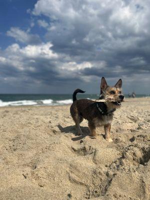 Animal Medical Of Covington