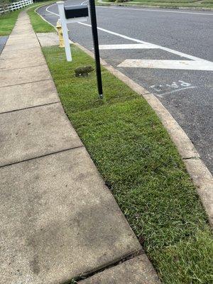 Greenery Landscaping