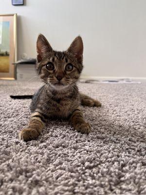 Animal Crackers Veterinary Clinic