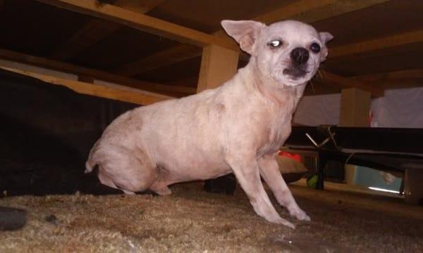 Sami's CATS and DOGS