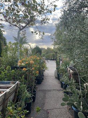 Sun Valley Nursery