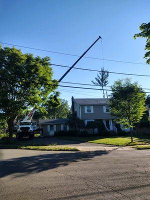 Darrin's Tree Service