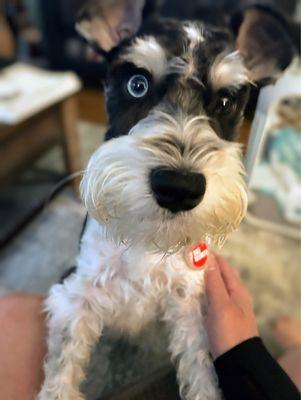 Hollywood Hounds Pet Spa