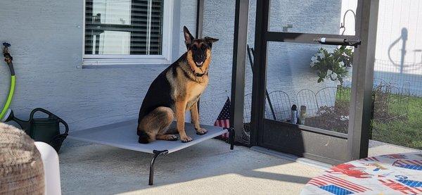 The K9 Training Academy - Orlando