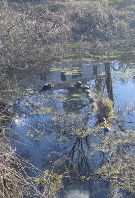 Turtles in the pond near Jumpers 04.12.22