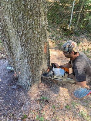 Mancuso Tree Service