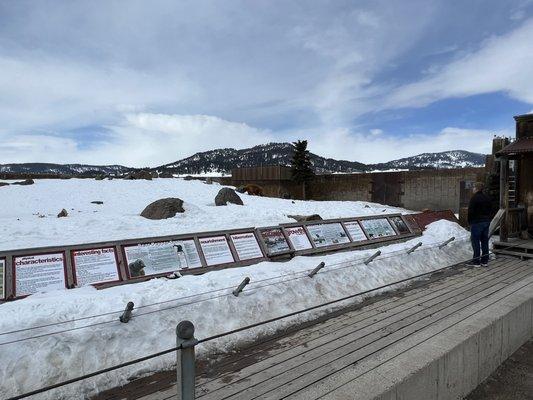 Montana Grizzly Encounter
