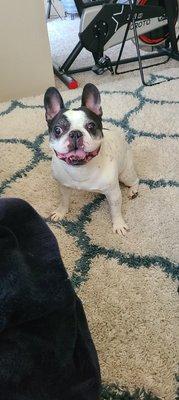 Krazy Kritter Dog Walking