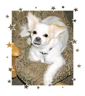 Paws and Kisses Pet Sitting