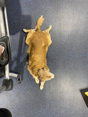 My Service Dog...Luke.