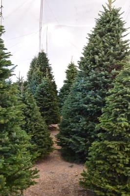 Valley View Christmas Trees