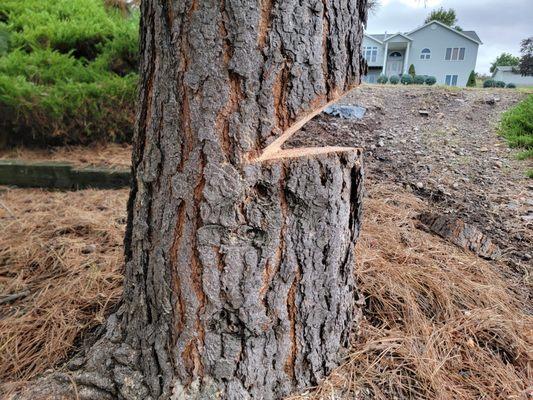 Chainsaw Cheri's Tree Service