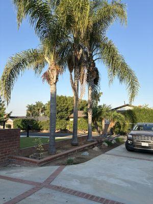 Before shot of the 4 main palms I had trimmed.