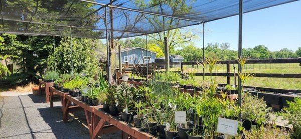 Golden Pond Water Plants