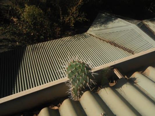 Clearly Amazing of Maui Window Cleaning