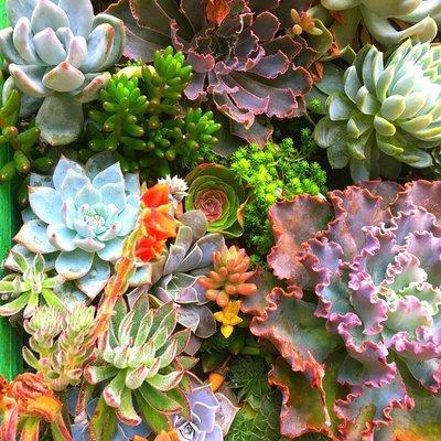 Kelly’s Cottage Garden