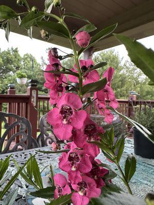 McCoy's Nursery & Landscape