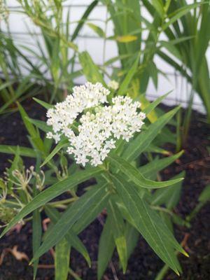Tranquility Gardens And Ponds
