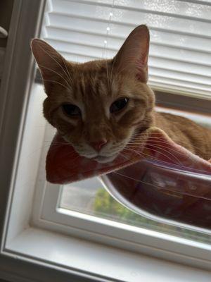 Premier Pet Dentistry